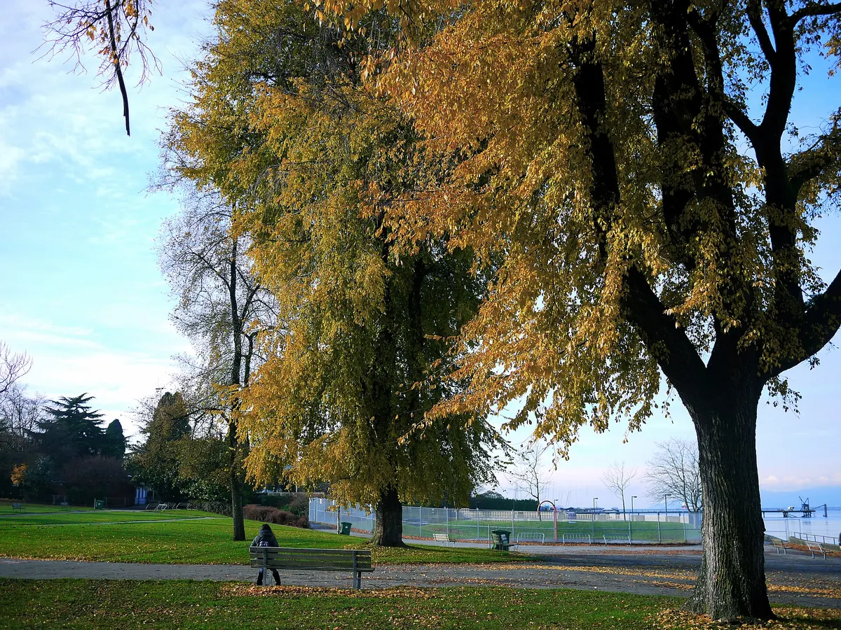 Kitsilano Beach and the neighbourhood behind it in Vancouver